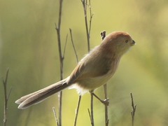 Sinosuthora webbiana
