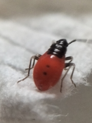 Lygaeidae