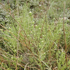 Symphyotrichum ciliatum