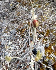 Salix alaxensis