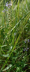 Veronica spuria