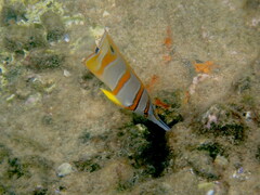 Chelmon rostratus