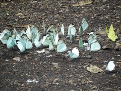 Itaballia demophile centralis