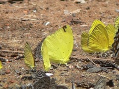 Eurema senegalensis