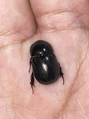 Euetheola