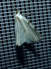 Lomographa bimaculata