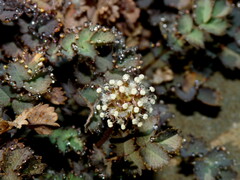 Acaena inermis