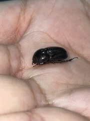 Euetheola