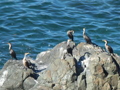 Phalacrocorax capillatus