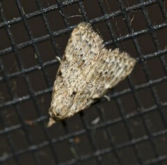 Nola pleurosema