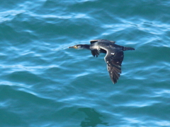 Phalacrocorax capillatus