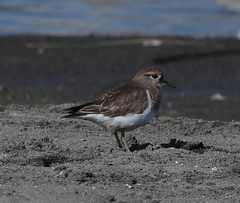Charadrius modestus