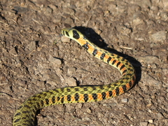 Rhabdophis tigrinus