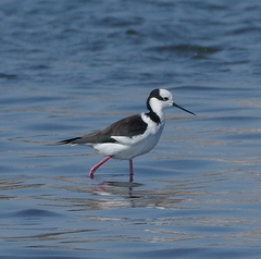 Himantopus mexicanus melanurus