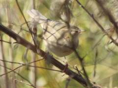 Phylloscopus fuscatus