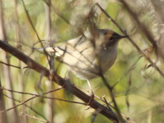 Phylloscopus fuscatus