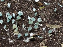 Itaballia demophile centralis