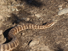 Gloydius intermedius