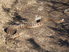 Gloydius intermedius