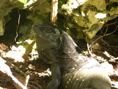 Ctenosaura oedirhina