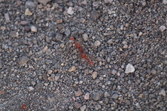 Pogonomyrmex maricopa