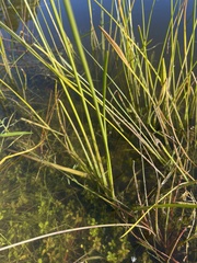 Eleocharis interstincta