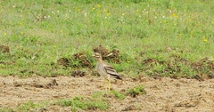 Burhinus oedicnemus