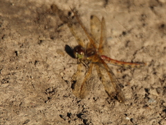 Sympetrum striolatum imitoides