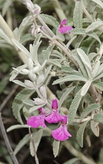 Stachys rugosa
