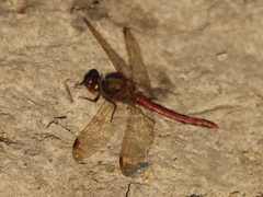Sympetrum striolatum imitoides