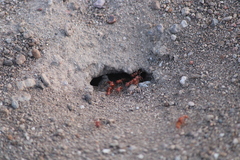 Pogonomyrmex maricopa