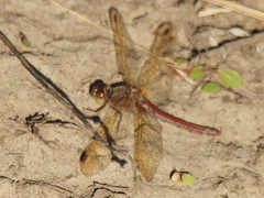 Sympetrum striolatum imitoides