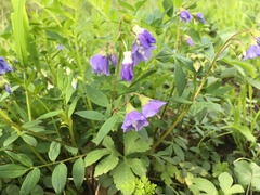 Polemonium reptans