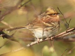 Emberiza elegans