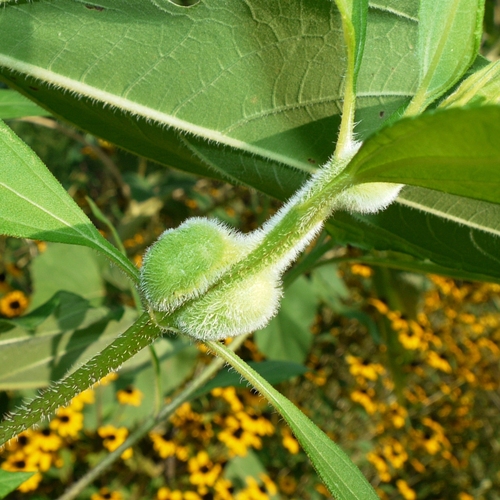 Sunflower Purse Gall Midge photo 4