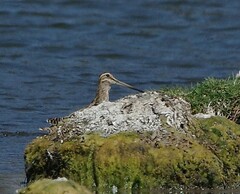 Gallinago
