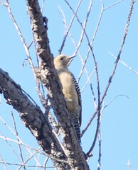 Melanerpes uropygialis