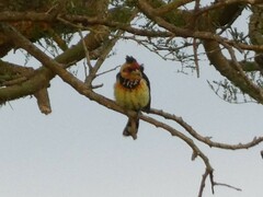 Trachyphonus vaillantii