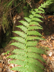 Oreopteris limbosperma