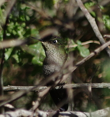 Sephanoides sephaniodes