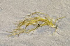 Gracilariopsis