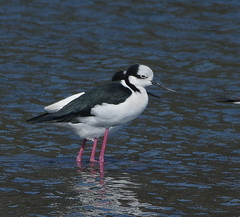Himantopus mexicanus melanurus