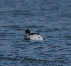 Podiceps occipitalis