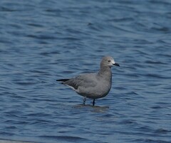 Leucophaeus modestus