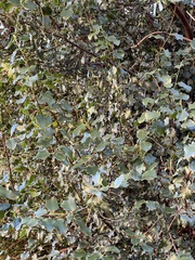 Prunus ilicifolia