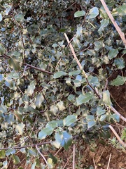 Prunus ilicifolia