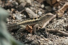 Microlophus occipitalis