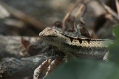 Microlophus occipitalis