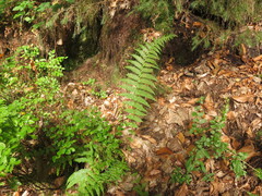 Oreopteris limbosperma