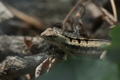 Microlophus occipitalis